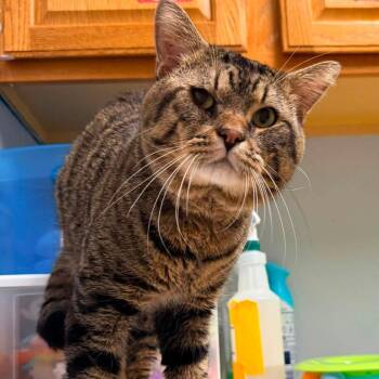 Paddington -  Domestic Short Hair Cat for Adoption in Fargo, North Dakota - Paddington | PetCurious