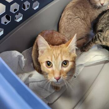 Domestic Short Hair Cats Available for Adoption - Skottie | PetCurious