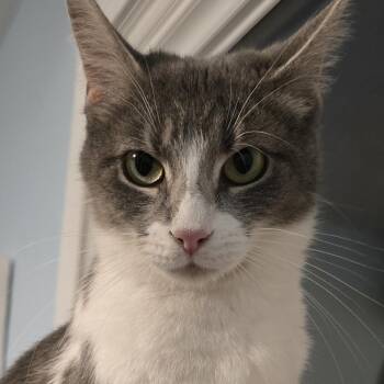 Delilah -  Domestic Short Hair Cat Available for Adoption in Wadsworth, Ohio - Delilah | PetCurious
