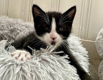 Domestic Short Hair Cats Available for Adoption in Andover, Connecticut - Goatie | PetCurious
