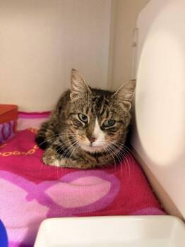 Octavia -  Domestic Short Hair Cat for Adoption in Pottsville, Pennsylvania - Octavia | PetCurious