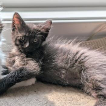 Sasha aka Big Bear -  Domestic Long Hair Cat for Adoption in Wilmington, North Carolina - Sasha Aka Big Bear | PetCurious