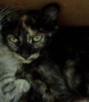 ROSALIE -  Domestic Medium Hair Cat for Adoption in Dallas, Texas - ROSALIE | PetCurious