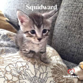 Spongebob Litter: Squidward -  Domestic Short Hair Cat for Adoption in Council Bluffs, Iowa - Spongebob Litter: Squidward | PetCurious
