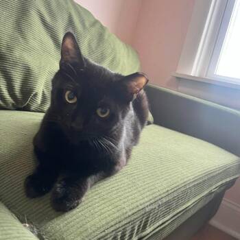 Domestic Short Hair Cats Available for Adoption in Aspinwall, Pennsylvania - Haunter | PetCurious