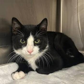 Fred -  Domestic Short Hair Cat for Adoption in Knoxville, Tennessee - Fred | PetCurious