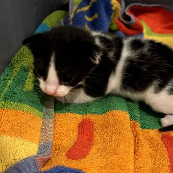 Domestic Short Hair Cats Available for Adoption in Park Row, Texas - Blossom | PetCurious