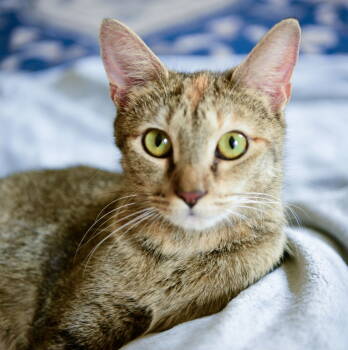 Rescue Tabby Cats for Adoption in Buford, Georgia - Solene | PetCurious