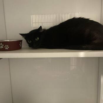 Tilapia -  Domestic Short Hair Cat for Adoption in St. Louis, Missouri - Tilapia | PetCurious