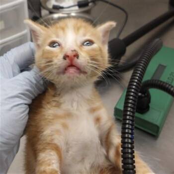 Igor -  Domestic Short Hair Cat for Adoption in Chicago, Illinois - Igor | PetCurious