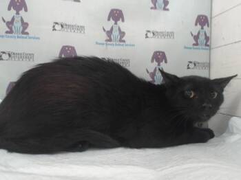 SHADE -  Domestic Short Hair Cat for Adoption in Orlando, Florida - SHADE | PetCurious