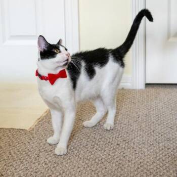 Sebastian -  Domestic Short Hair Cat for Adoption in Houston, Texas - Sebastian | PetCurious