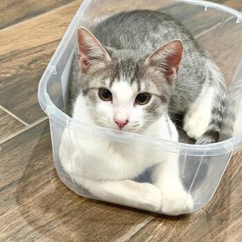 Spot -  Domestic Medium Hair Cat for Adoption in Lewisville, Texas - Spot | PetCurious