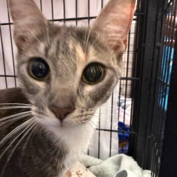 Emmy -  Domestic Short Hair Cat for Adoption in Montgomery, Alabama - Emmy | PetCurious
