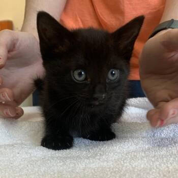 Grand Potato 15 -  Domestic Short Hair Cat for Adoption in Austin, Texas - Grand Potato 15 | PetCurious