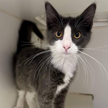 Thunder -  Domestic Medium Hair Cat for Adoption in Saint Joseph, Missouri - Thunder | PetCurious