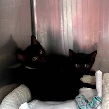 Hannah -  Domestic Short Hair Cat for Adoption in Newark, New Jersey - Hannah | PetCurious