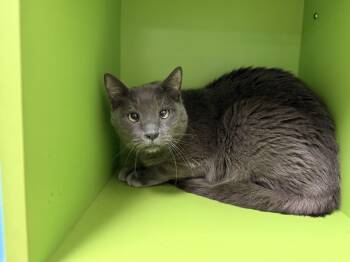 Rescue Domestic Short Hair Cats for Adoption in Harvey, Louisiana - Grayson | PetCurious