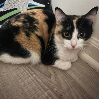 Meatloaf -  Domestic Short Hair Cat for Adoption in Brownsboro, Alabama - Meatloaf | PetCurious