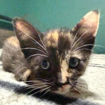 Buttercup -  Domestic Short Hair Cat for Adoption in Long Beach, California - Buttercup | PetCurious