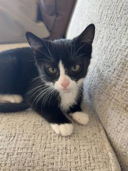 Enoki -  Domestic Short Hair Cat for Adoption in Ephrata, Washington - Enoki | PetCurious
