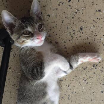 Hunter -  Domestic Short Hair Cat for Adoption in Austin, Texas - Hunter | PetCurious