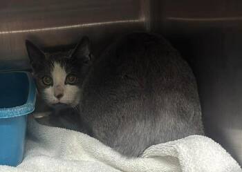 Domestic Short Hair Cats Available for Adoption - Sonic | PetCurious