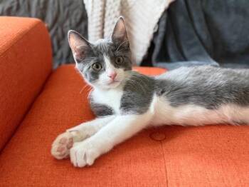 Comet -  Domestic Short Hair Cat for Adoption in Murfreesboro, Tennessee - Comet | PetCurious