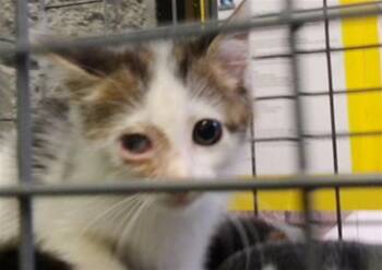 TUBBY -  Domestic Short Hair Cat for Adoption in Tulsa, Oklahoma - TUBBY | PetCurious