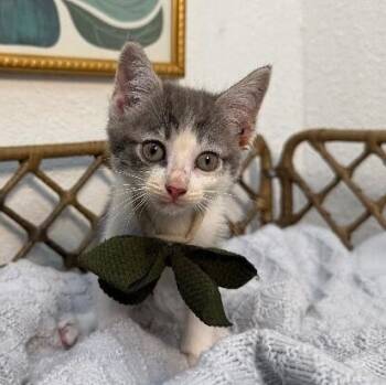 Sage Garden -  Tabby and Domestic Short Hair Cat Available for Adoption in Friendswood, Texas - Sage Garden | PetCurious