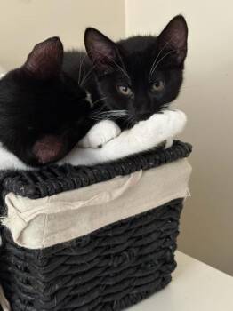 Domestic Short Hair Cats Available for Adoption in Fairfax, Virginia - Cara | PetCurious