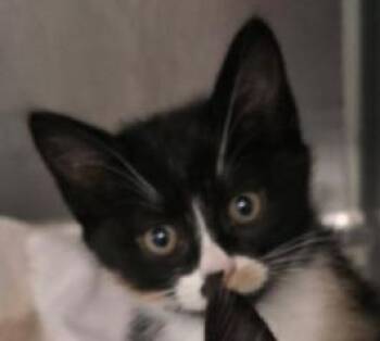 Domestic Medium Hair Cats Available for Adoption in Wilmington, North Carolina - Arya | PetCurious