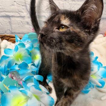 Wolfie -  Domestic Short Hair Cat for Adoption in Harrisonburg, Virginia - Wolfie | PetCurious