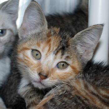 Bono -  Domestic Short Hair Cat for Adoption in West Palm Beach, Florida - Bono | PetCurious