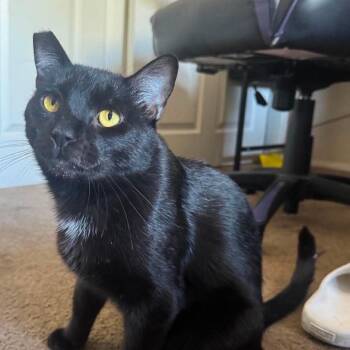 Dude McNeil Cat F NV -  Domestic Short Hair Cat for Adoption in Las Vegas, Nevada - Dude McNeil Cat F NV | PetCurious