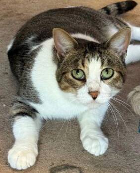 Rescue Tabby Cats for Adoption in Newburg, Missouri - Idaho | PetCurious