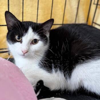 Domestic Short Hair Cats Available for Adoption - Stella | PetCurious