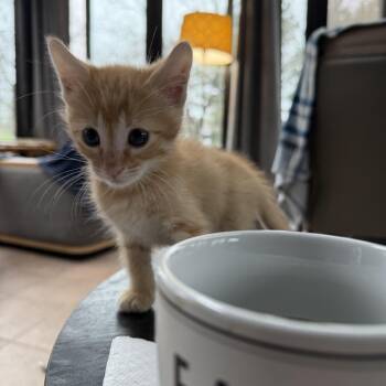 Domestic Short Hair Cats Available for Adoption - Todd | PetCurious