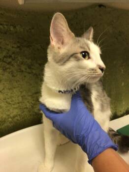 ROSE -  Domestic Short Hair Cat for Adoption in Riverside, California - ROSE | PetCurious