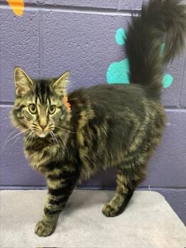 Rescue Domestic Medium Hair and Maine Coon Cats for Adoption in Arlington, Virginia - Artemis-Beauty | PetCurious