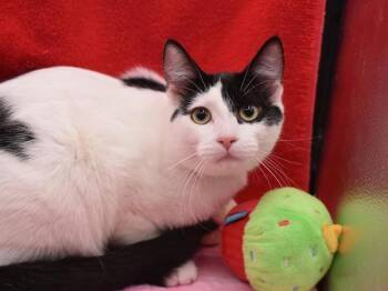 Domestic Short Hair Cats Available for Adoption - Jasper | PetCurious