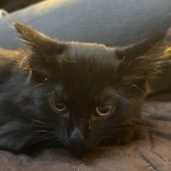 Domestic Medium Hair Cats Available for Adoption in Long Beach, California - Bo Peep | PetCurious