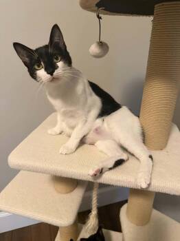 Nova -  Domestic Short Hair Cat for Adoption in Gladstone, Oregon - Nova | PetCurious