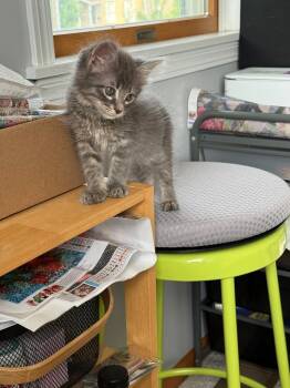 McFlurry -  Domestic Medium Hair Cat for Adoption in Mokena, Illinois - McFlurry | PetCurious