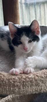 Trent -  Domestic Short Hair Cat for Adoption in Metamora, Illinois - Trent | PetCurious