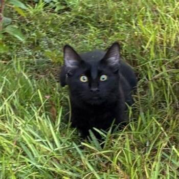 Polo -  Domestic Short Hair Cat for Adoption in Buffalo, Minnesota - Polo | PetCurious