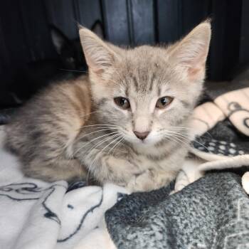 Fuji -  Domestic Short Hair Cat for Adoption in Fort Wayne, Indiana - Fuji | PetCurious