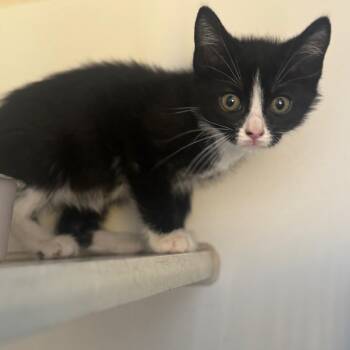 memphis -  Domestic Short Hair Cat for Adoption in San Pablo, California - Memphis | PetCurious