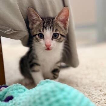 Hollander -  Tabby Cat for Adoption in San Juan Capistrano, California - Hollander | PetCurious