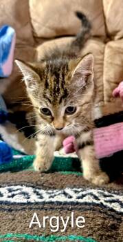 Argyle -  Domestic Short Hair Cat Available for Adoption in Binghamton, New York - Argyle | PetCurious